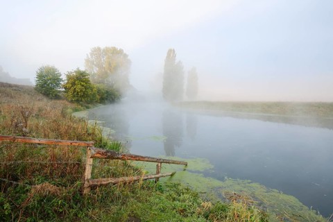The Lippe River with Canadian poplars (Populus x canadensis, Populus x euramericana) and Italian