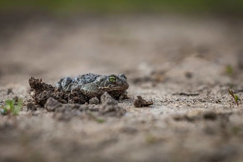 The toad is burrowed deep into the ground and is almost invisible in its natural habitat: