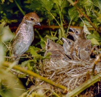 Lanius Collurio, red-backed shrike, redback shrike, birds, adolescent, young bird, juvenile, nest,