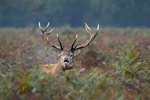 Red deer (Cervus elaphus) adult male stag animal roaring with its mouth open during the rutting