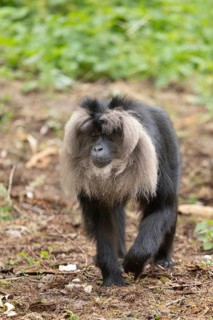 A monkey with thick, black fur and grey streaks, the bearded monkey (Macaca silenus), sitting on a