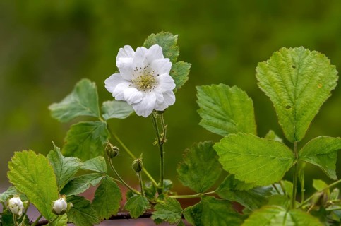 Field berries, frosted blackberries, bockberries, blackberries, European dewberry, croatberry,