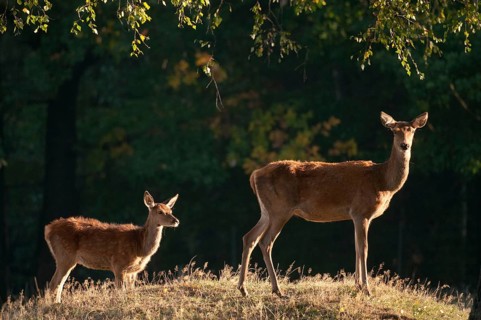 Artiodactyla, Cervus Elaphus, even-toed ungulate, cloven-hoofed, red deer, red deer, adult animal,