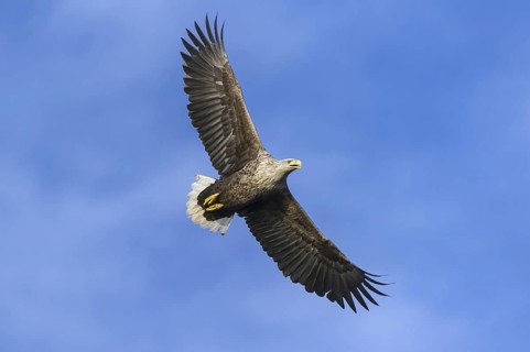 White-tailed Eagle (Haliaeetus albicilla) flying, Nord-Trondelag, Norway