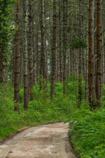 Hiking trail through a pine forest