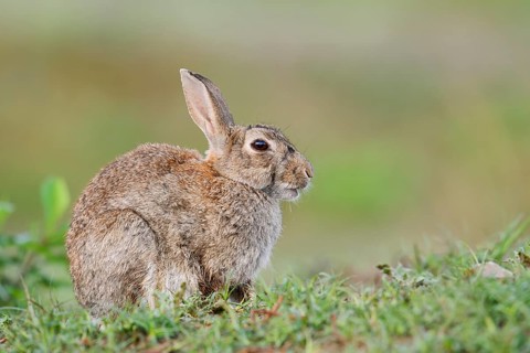 Wild rabbit (Oryctolagus cuniculus), North Rhine-Westphalia, Germany