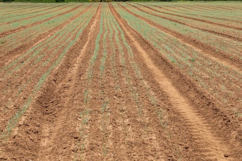 Lines of onion plant seedlings growing in field rows, Sutton, Suffolk, England, UK