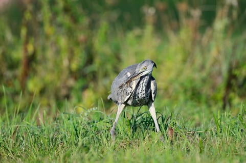 Grey heron (Ardea cinerea) standing in a meadow with a captured field mouse in its beak, North