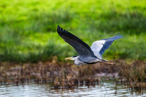 Grey Heron, Ardea cinerea, bird in winter on marshes in winter soft morning light