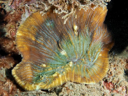 Close-up of a colourful, textured coral, the open brain coral (Trachyphyllia geoffroyi), with