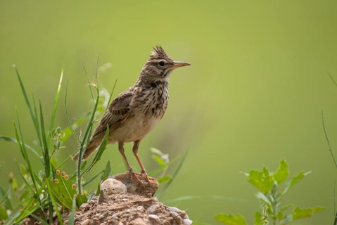 Crested lark, galerida cristata, crested lark, birds, Bulgaria, larks, passeri, songbirds, birds