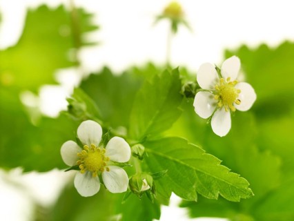 Garden strawberry (Fragaria × ananassa), flower with leaves