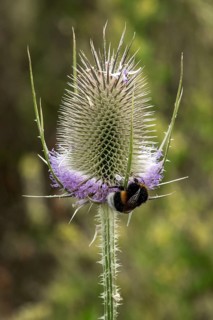 Wild teasel (Dipsacus fullonum), in flower, with a bumblebee, Baden-Württemberg, Germany