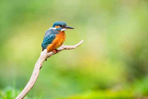 Common kingfisher (Alcedo atthis) sitting on an old wooden branch in late summer, wildife, Bavaria,