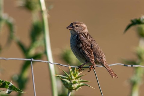 Passer hispaniolensis, Spanish sparrow, willow sparrow, birds, extremadura, female, passeri,