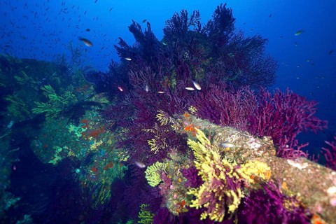 Colourful, violescent sea-whips (Paramuricea clavata) on a wreck in the deep blue ocean, surrounded
