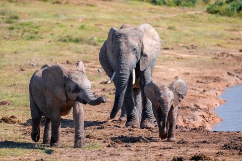 Herd of African elephants (Loxodonta africana) with young, Addo Elephant National Park, Eastern