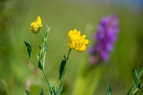 Lathyrus pratensis, sweet pea, meadow pea, flora, meadow pea, meadow vetchling, plants, yellow pea