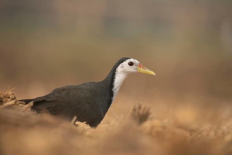 A white-breasted waterhen (Amaurornis phoenicurus), Sreepeur, Gazipur