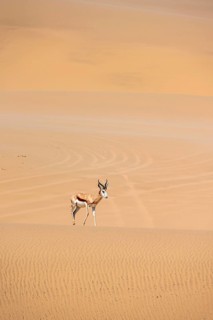 Springbok (Antidorcas marsupialis) on a sand dune, Namib Desert, Namib Naukluft Park, Namibia