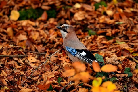 A jay is perched on a bed of autumn leaves, looking ahead, adult jay (Garrulus glandarius),