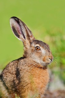European hare (Lepus europaeus), young hare, portrait, North Rhine-Westphalia, Germany