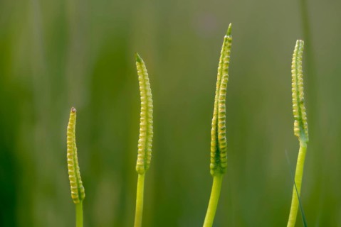 Common snake tongue, snake tongue, ophioglossaceae, ophioglossum vulgatum, adder's-tongue,