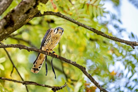 A bird of prey perches on a branch, surrounded by green leaves: a colourfully plumed falcon at a
