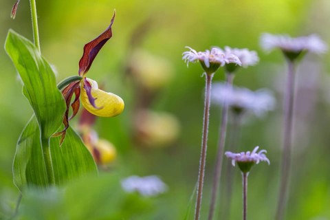 European lady's slipper (Cypripedium calceolus), orchid family (Orchidaceae), Bergsteig, Upper