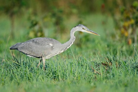 Grey heron (Ardea cinerea) foraging in a meadow, North Rhine-Westphalia, Germany