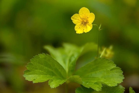 Three-leaf golden strawberry, three-leaf golden strawberry, three-leaf woodstone, three-leaf