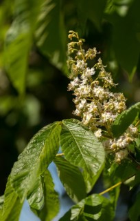 Aesculus Hippocastanum, common horse chestnut, Hippocastanaceae, chestnut family, horse chestnut,