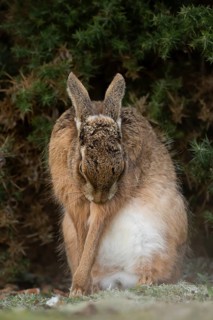 European brown hare (Lepus europaeus) adult animal in grassland, England, United Kingdom