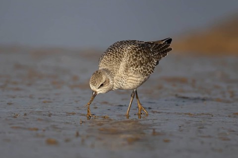 Grey plover (Pluvialis squatarola) adult wading bird in winter plumage pulling a lungworm for food