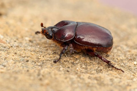 Rhinoceros beetle spec., phyllognathus excavatus, rhinocero beetle, beetle, coleoptera, insects,