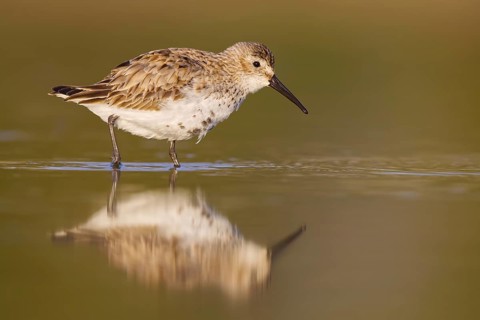 Dunlin (Calidris alpina) foraging, North Rhine-Westphalia, Germany