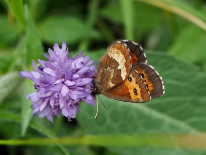 A beautifully detailed butterfly, the White-banded Brown (Erebia ligea), on a purple flower, Goms,