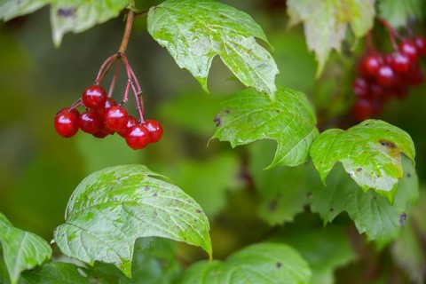 Viburnum opulus