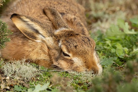 European brown hare (Lepus europaeus) adult animal sleeping in grassland, England, United Kingdom