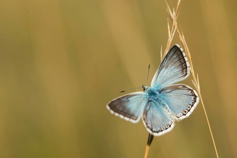 Lysandra coridon, polyommatus coridon, silverblue, silvergreen blue, butterfly, chalkhill blue,