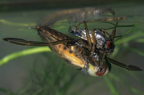 Common backswimmer, Notonecta glauca, water boatman, aquatic, prey, capture, fly, insects, bugs,