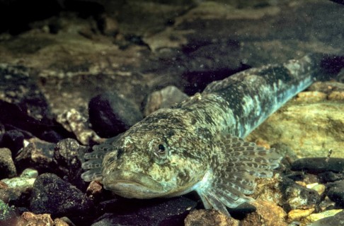 Bullhead, Cottus Gobio, European Bullhead, Millers Thumb, Mühlkoppe, Westgroppe, Camouflage, Common