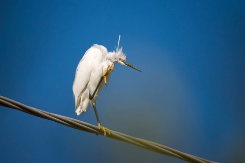 Egretta Garzetta, Granelli, Italy, Little Egret, Pantani Cuba and Longarini, Little Egret,