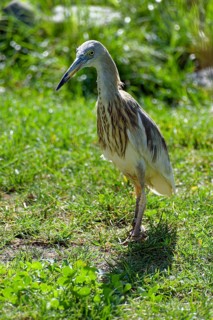 Animal portrait: Paddy heron (Ardeola grayii), heron, bird, captive, found in South Asia
