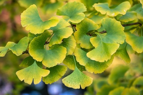 Ginko tree, autumn colors, leaves in autumn, Mirabell Garden, Salzburg, Salzburg state, Austria
