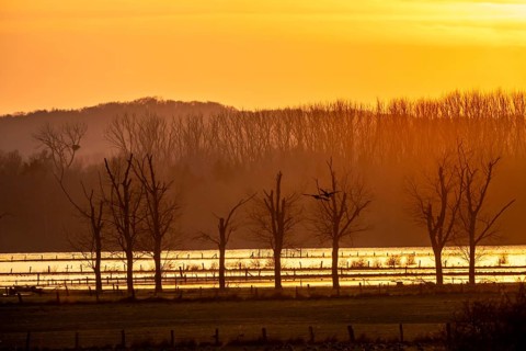 Bislicher Insel, in winter, floods in the floodplains due to Rhine flooding, nature reserve on the