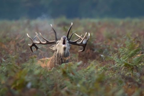 Red deer (Cervus elaphus) adult male stag animal roaring during the rutting season in bracken,