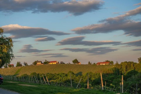 Vineyards in the evening light, Veliki Brebreviations, Jeruzalem, Ormož, Slovenia