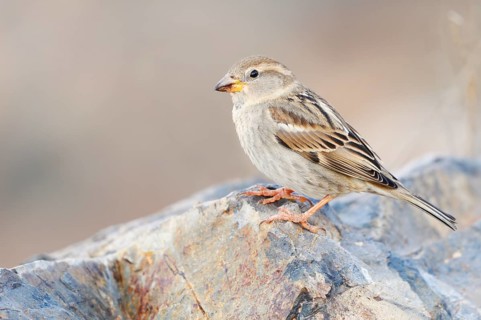 Spanish Bunting (Passer hispaniolensis), female, Fuerteventura, Canary Islands, Spain