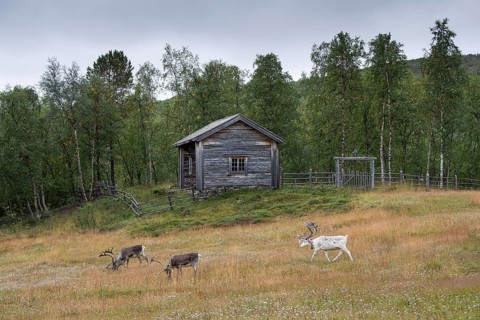 Three reindeer graze in front of a wooden house, church parlour at Mantojärvi, cemetery, Utsjoki or
